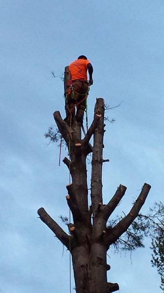 Zo's Tree 2.jpg
