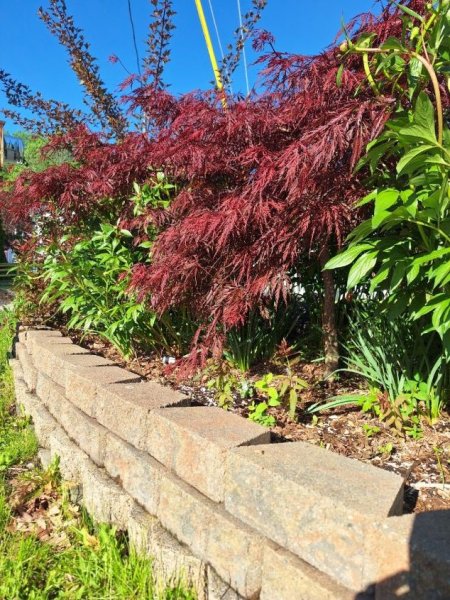 Japanese maple.jpg
