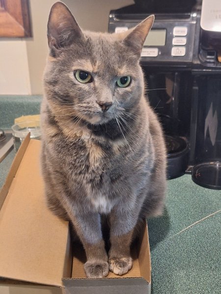 Spot sit in box.jpg