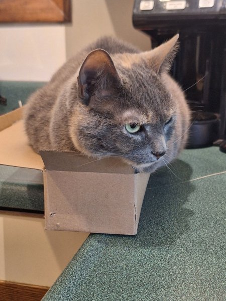spot lay in box 1.jpg