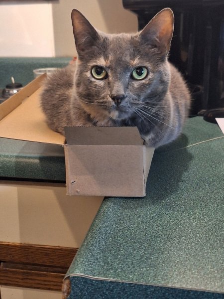 spot lay in box 2.jpg
