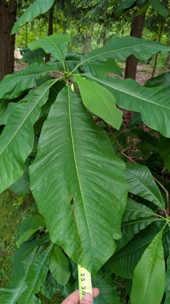 PXL_20260526_203111218.jpg