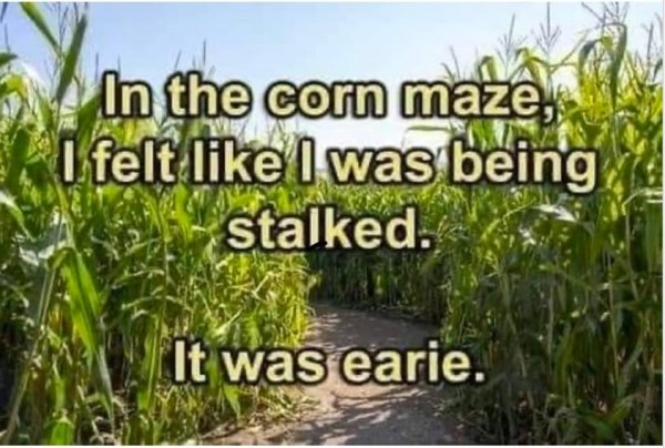 In corn maze.jpg
