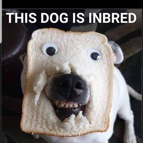 Inbred dog.jpg
