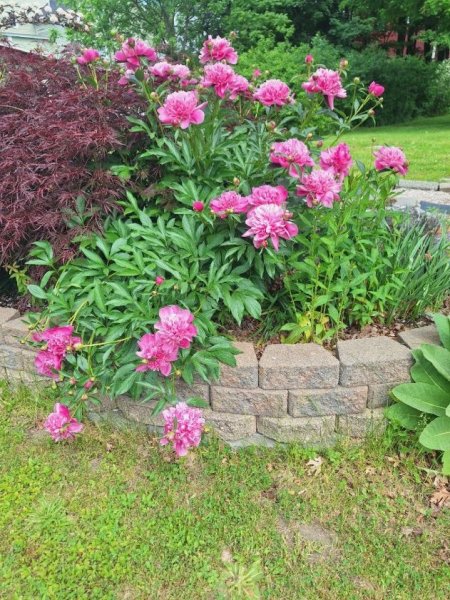 peonies-lighter pink bunch.jpg