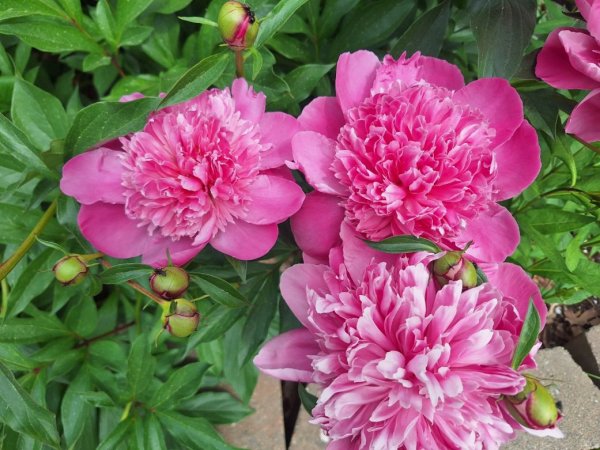 peonies-lighter pink close.jpg