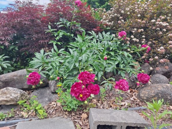 peonies-darker pink bunch.jpg