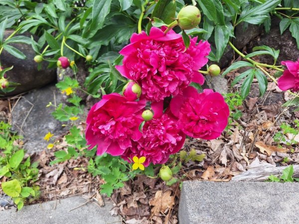 peonies-darker pink close.jpg