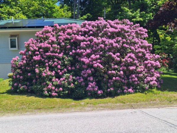 Big rhodie.jpg