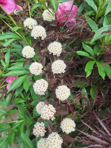 Ninebark flowers.jpg