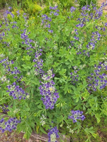False Indigo start.jpg