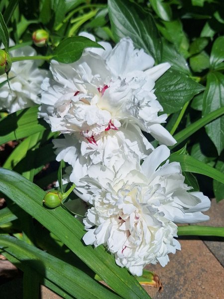 Peonies - white.jpg