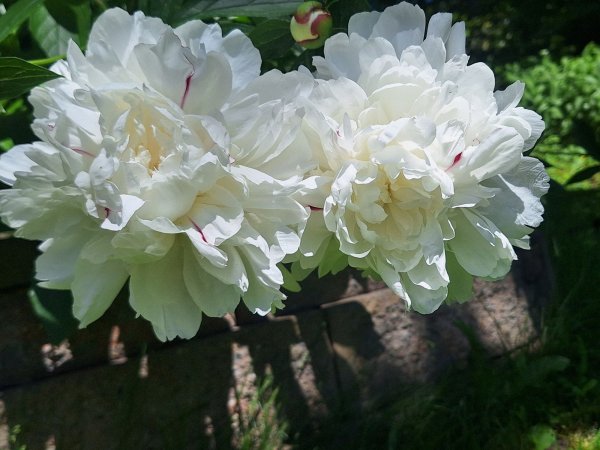 Peonies - white-2.jpg