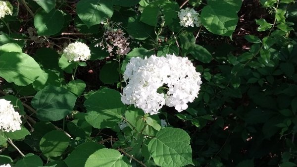 IMG_20260616_072630.jpg