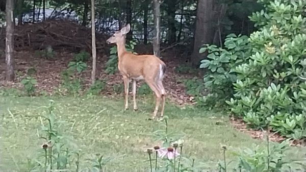 IMG_20260622_061542.jpg