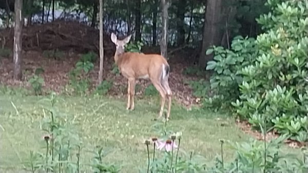 IMG_20260622_061614.jpg