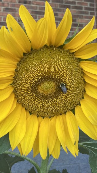 IMG_5732.jpeg