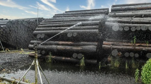stock-photo-tree-trunks-sprayed-water-using-spray-system.jpg