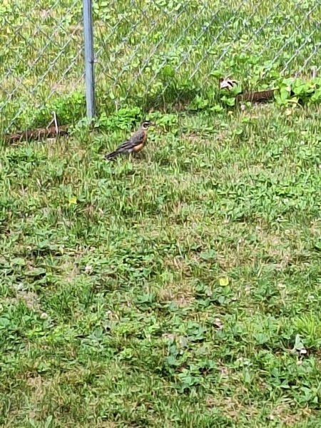 Baby robin - 1 fledgling.jpg