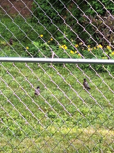 Baby robin - 2 fledglings.jpg