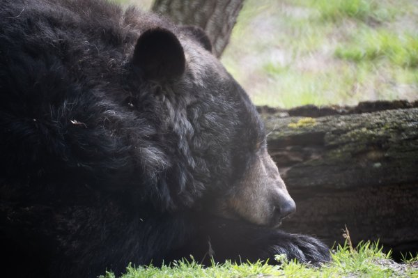 bear.jpg