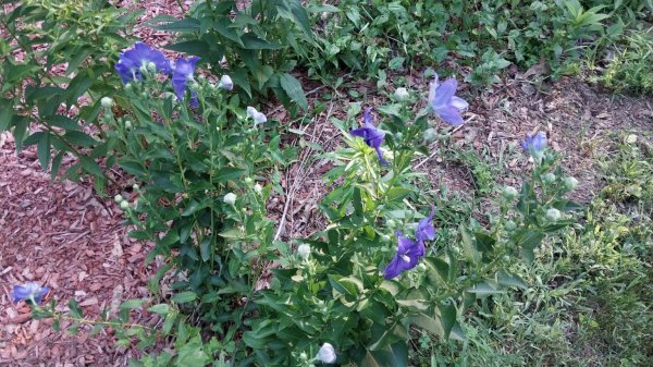 IMG_20260709_184806.jpg
