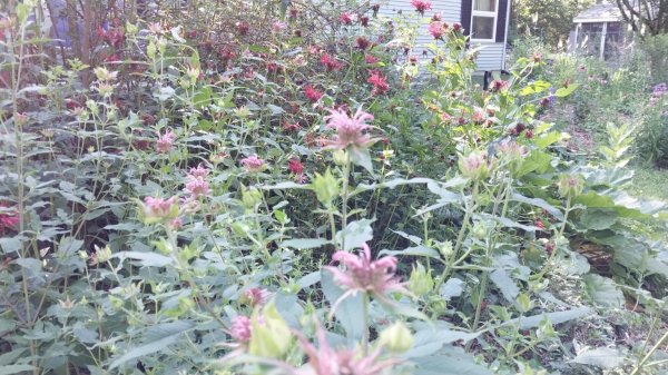 IMG_20260712_090425.jpg
