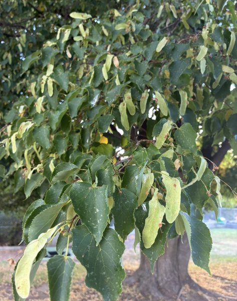 IMG_8065.jpeg