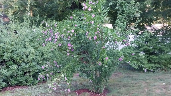 IMG_20260731_064226.jpg