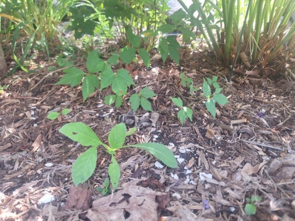 pison ivy under japanese maple.jpg