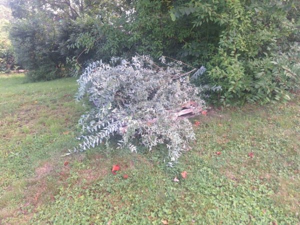 Willow branches cut pile.jpg