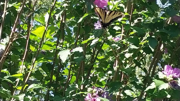 IMG_20260816_114249.jpg
