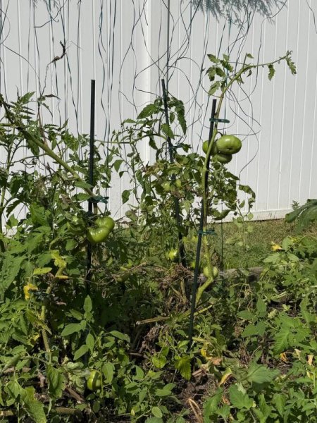 TomatoPlantStakes03s.jpg