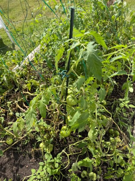 TomatoPlantStakes04s.jpg