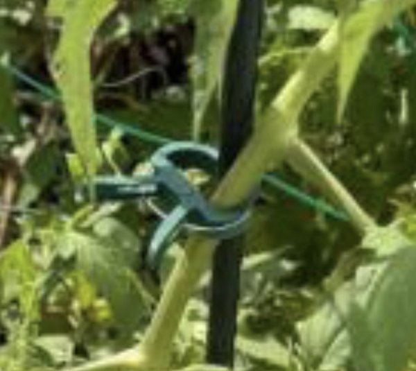 TomatoPlantStakes05s.jpg