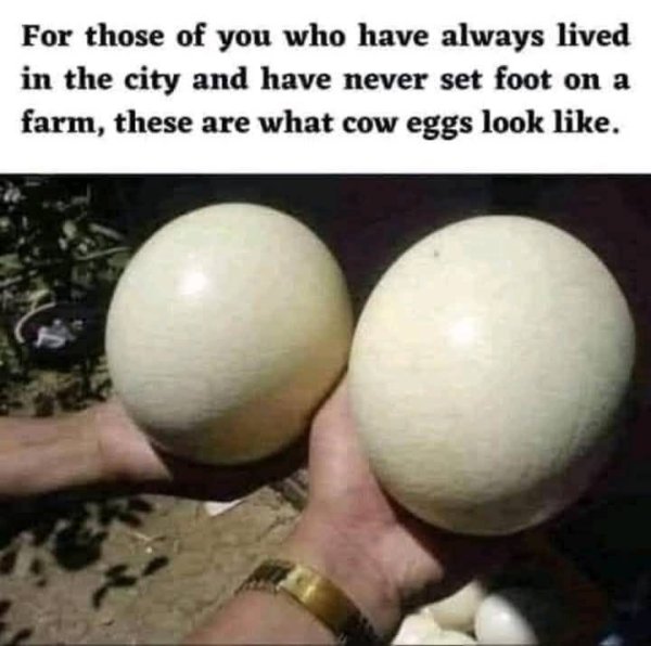 CEGGS.jpg