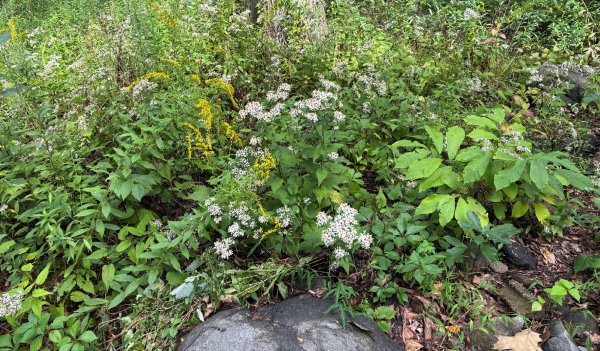 WILDFLOWERS.jpg