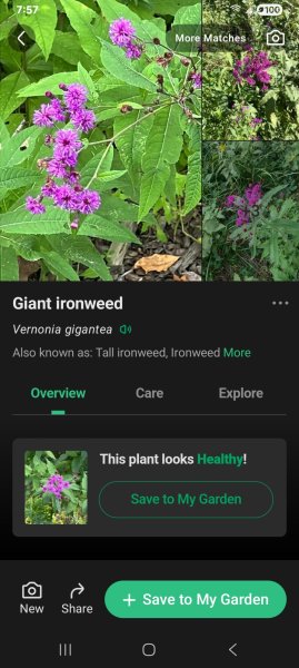 Screenshot_20260904_195754_PictureThis.jpg