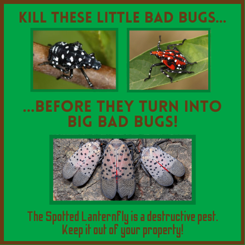 spotted-lanternfly-nymphs.png