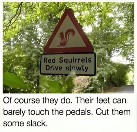 Red squirrels.jpg