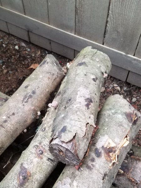 pinningshitake.jpg