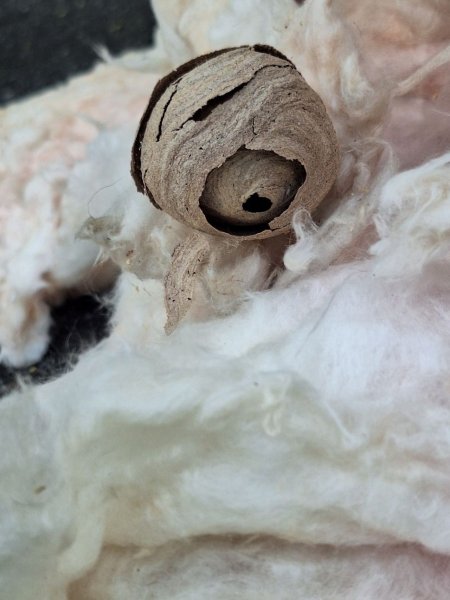 Wasp Nest in basement Insulation (mini split line ingress)-sm.jpg