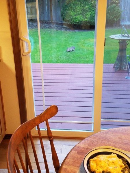 rabbits1.jpg