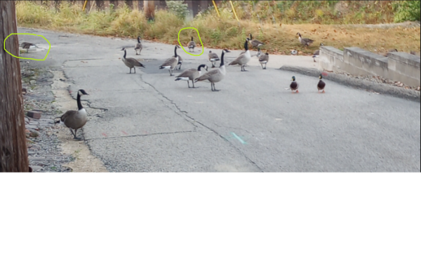 gooses.png