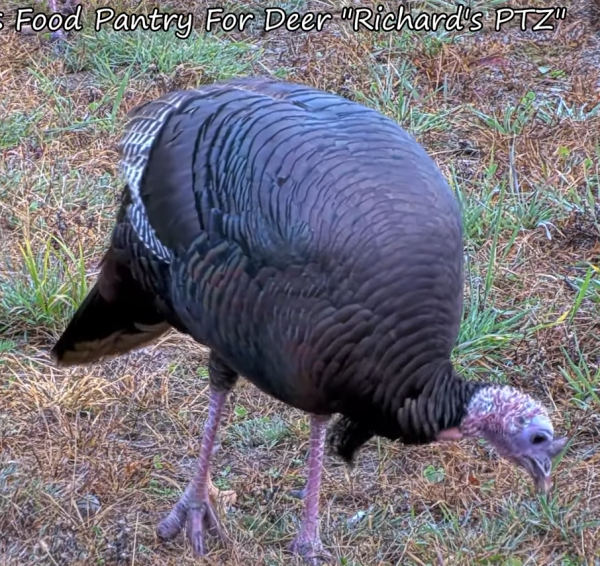 Screenshot 2026-10-22 at 07-38-21 Brownville's Food Pantry For Deer Richard's PTZ - YouTube.png