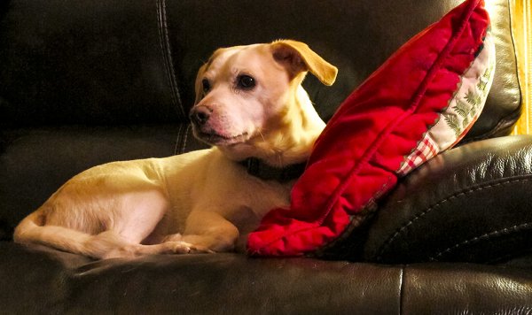 Capote on the Couch.jpg