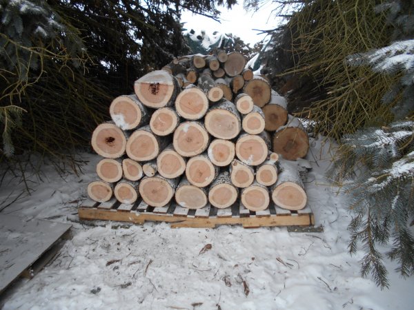 winter cherry 003.jpg