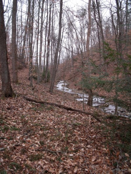 Creek 1.JPG