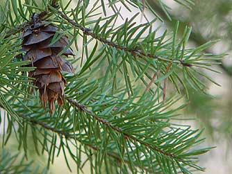 douglas-fir-cone-close.jpg