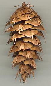 Doug fir cone.jpg